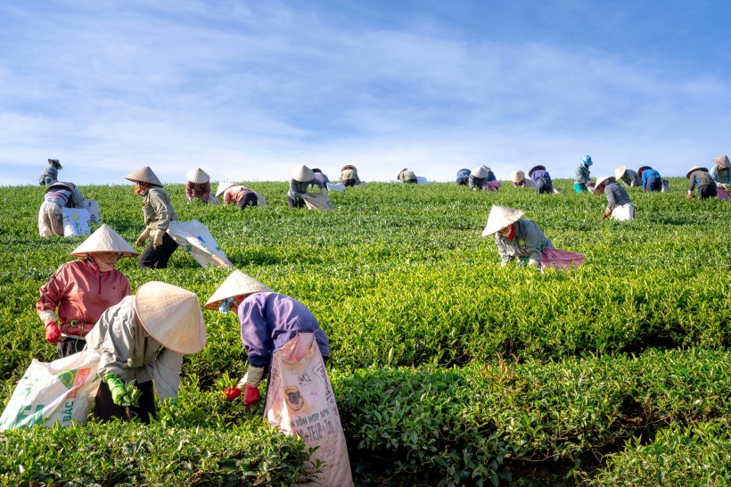 茶園里采茶的農(nóng)民圖片