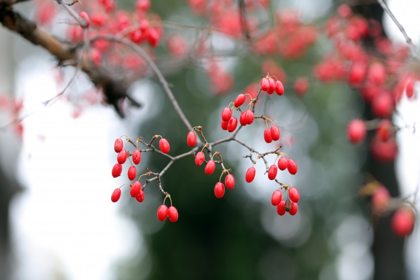 艷如瑪瑙的紅色茱萸果實(shí)圖片