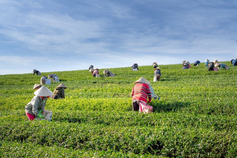 茶園里采茶的農民圖片