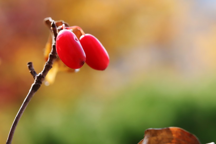 艷如瑪瑙的紅色茱萸果實圖片