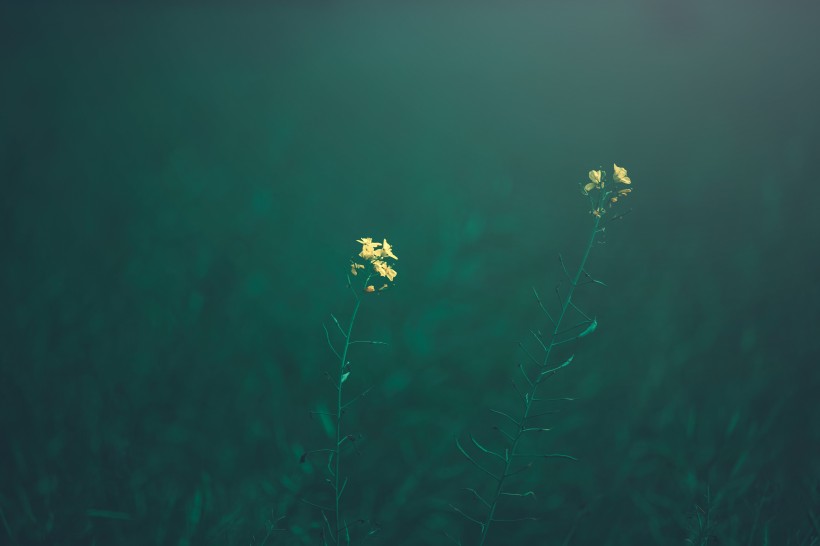 唯美的花卉摄影图片