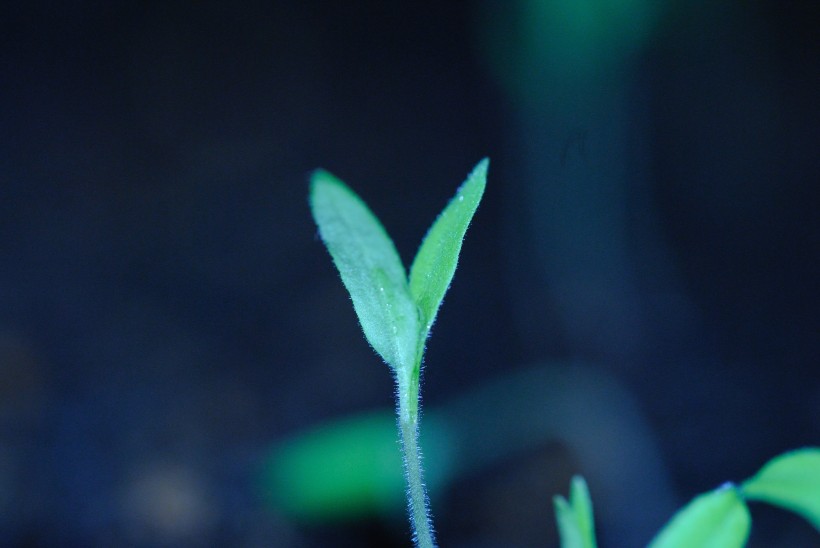 番茄种子发芽图片