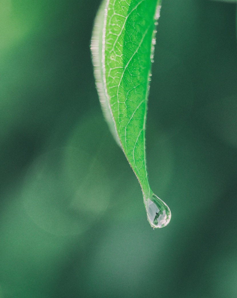 葉子上的水滴圖片