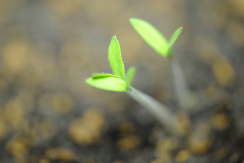 番茄種子發(fā)芽圖片