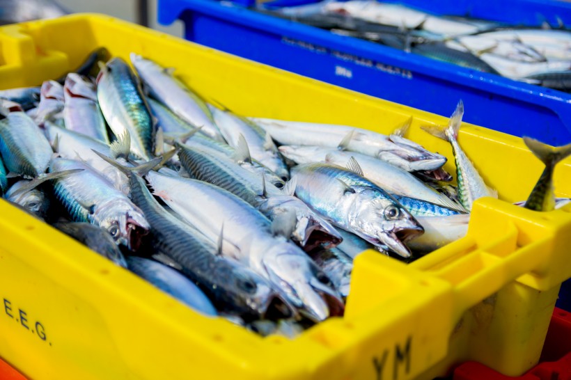 海鲜市场里肉质鲜美的沙丁鱼图片