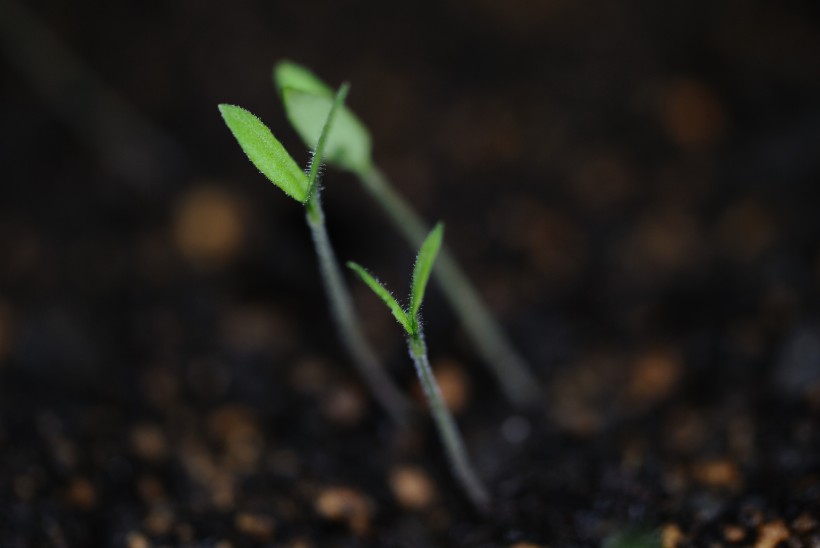 番茄種子發(fā)芽圖片