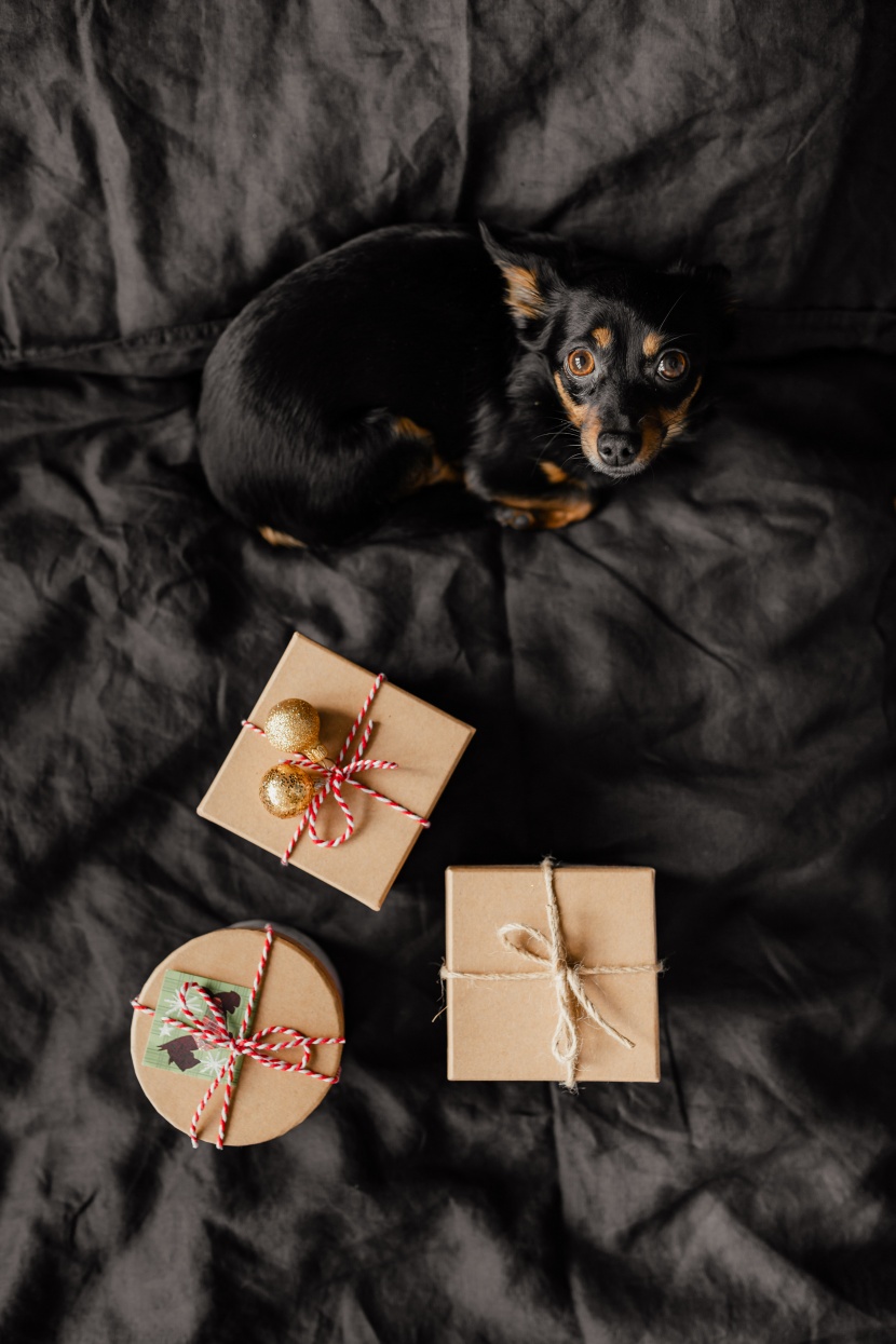 床上的礼物盒和狗图片
