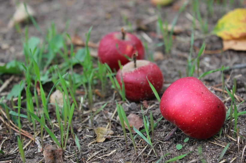 紅彤彤營(yíng)養(yǎng)豐富的蘋果圖片