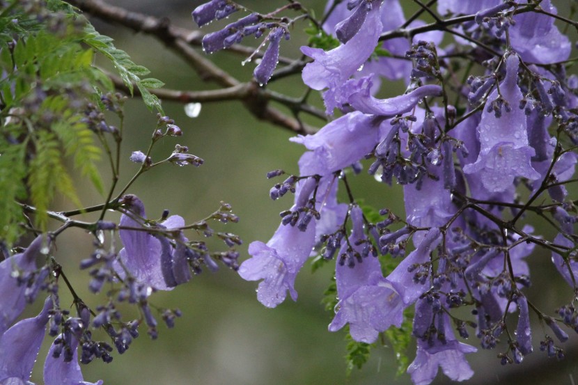 花繁葉茂的藍(lán)花楹圖片