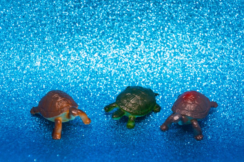 迷你乌龟玩具图片