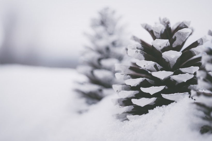 雪地上的干松果圖片