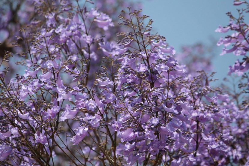 花繁葉茂的藍(lán)花楹圖片