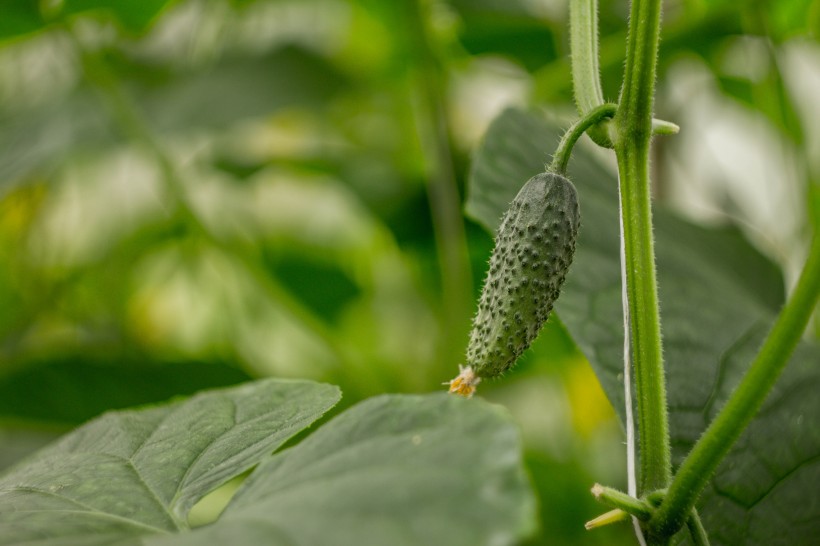 農(nóng)田里的蔬菜圖片