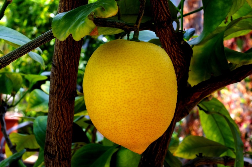 挂在树上的柠檬图片