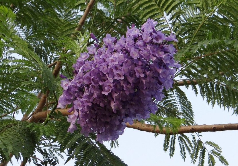 花繁葉茂的藍花楹圖片