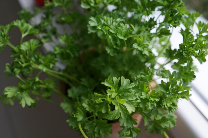 綠色新鮮氣味特別的香菜圖片