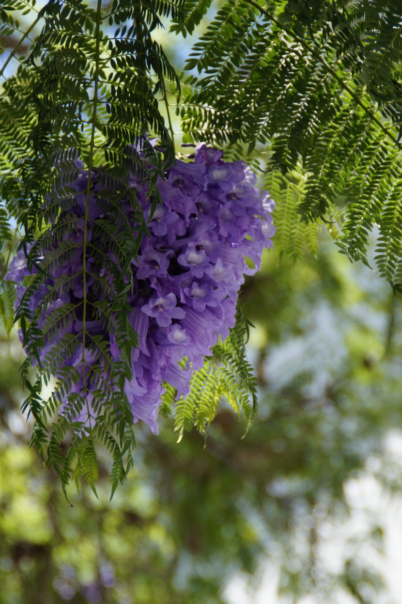 花繁葉茂的藍(lán)花楹圖片