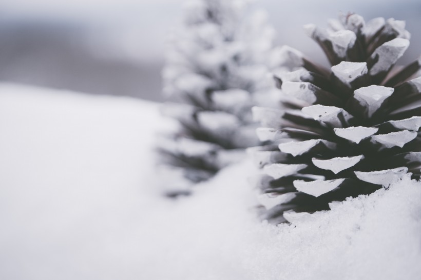 雪地上的干松果图片