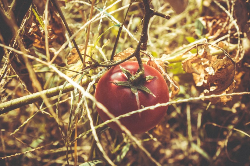 酸甜爽口的西紅柿圖片