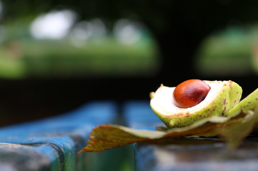 綠色營養(yǎng)的牛油果圖片