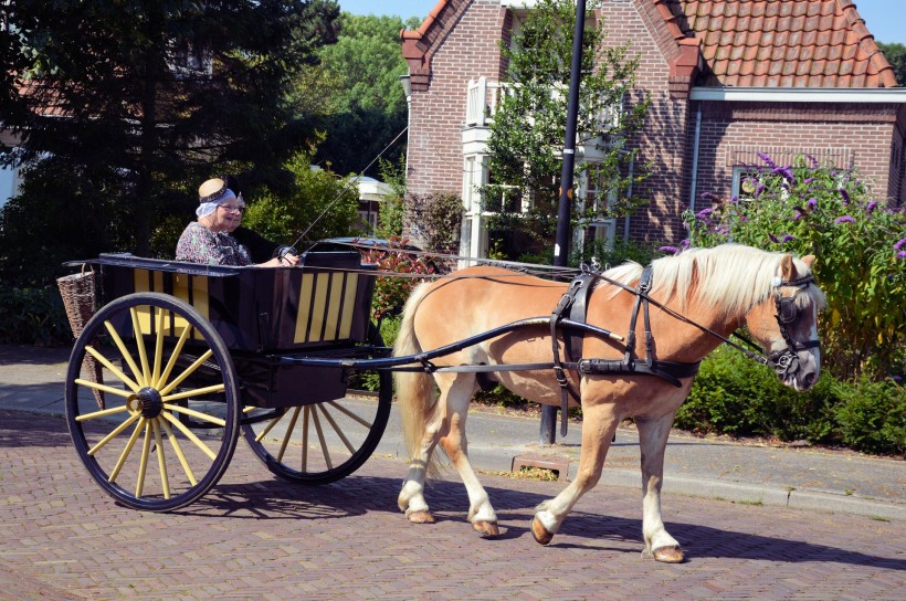 荷兰传统马车图片