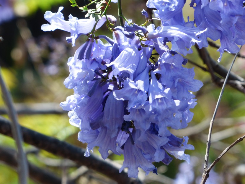 花繁葉茂的藍(lán)花楹圖片