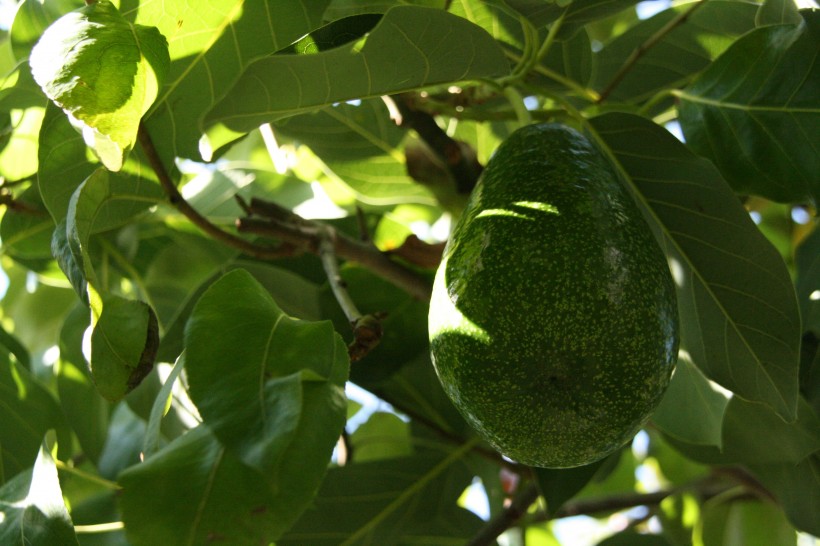 綠色營(yíng)養(yǎng)的牛油果圖片