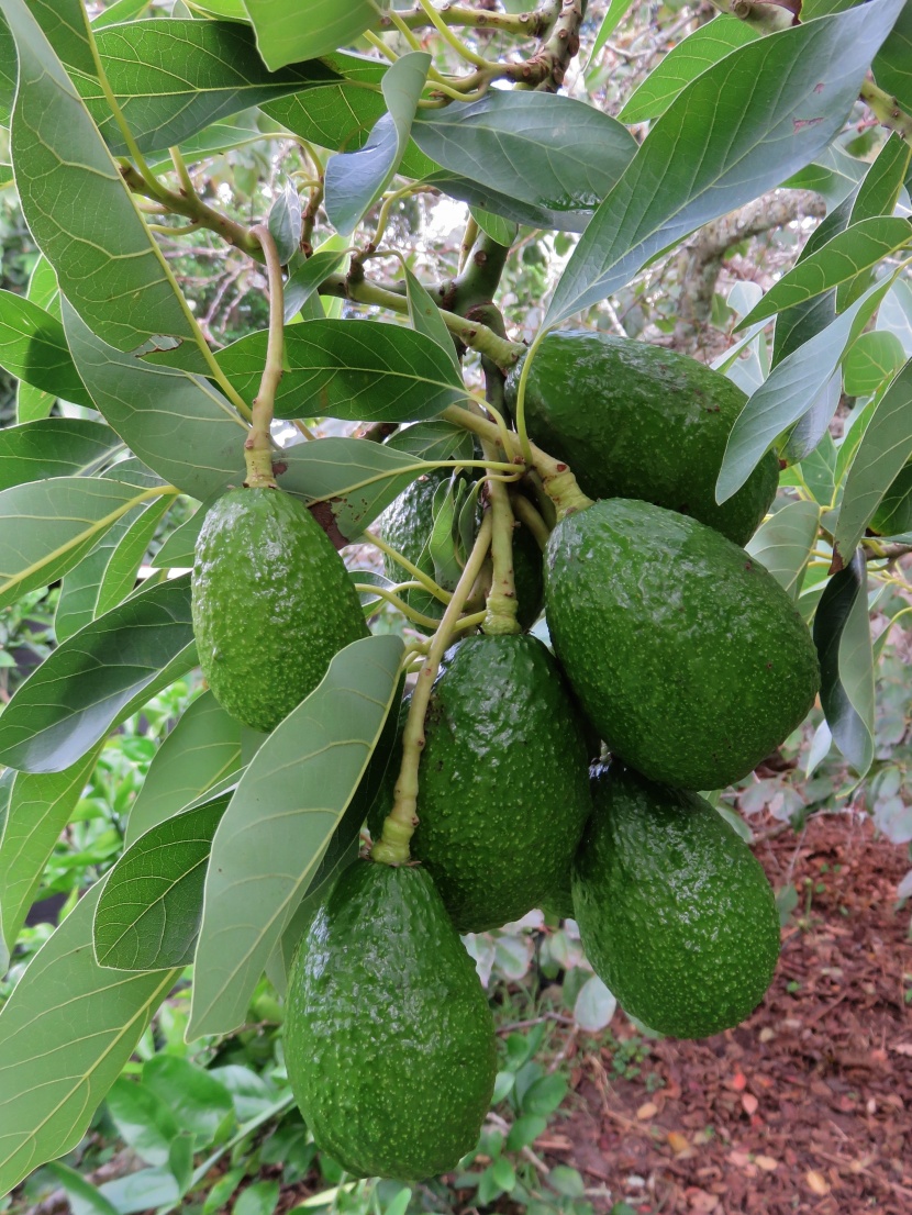 绿色营养牛油果图片