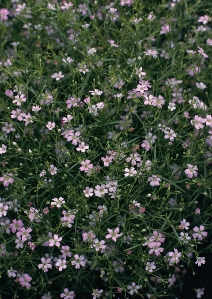 花草背景图片