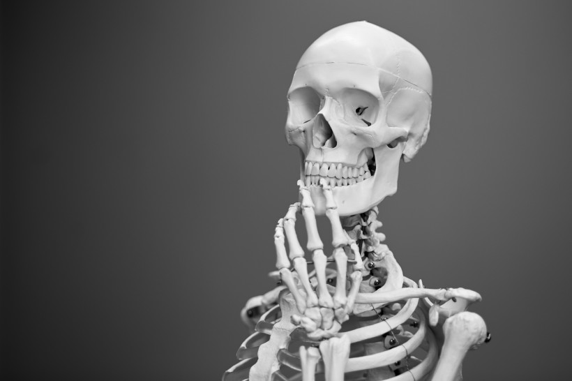 逼真的人体骨架模型图片