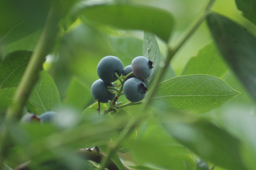 酸甜可口抗氧化的藍(lán)莓圖片