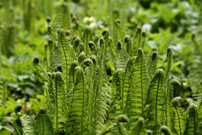 绿色新鲜的蕨菜图片