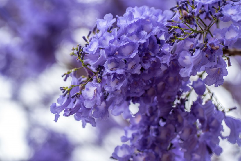 花繁葉茂的藍(lán)花楹圖片