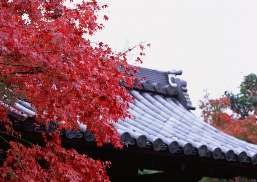 日式庭院和枫叶图片