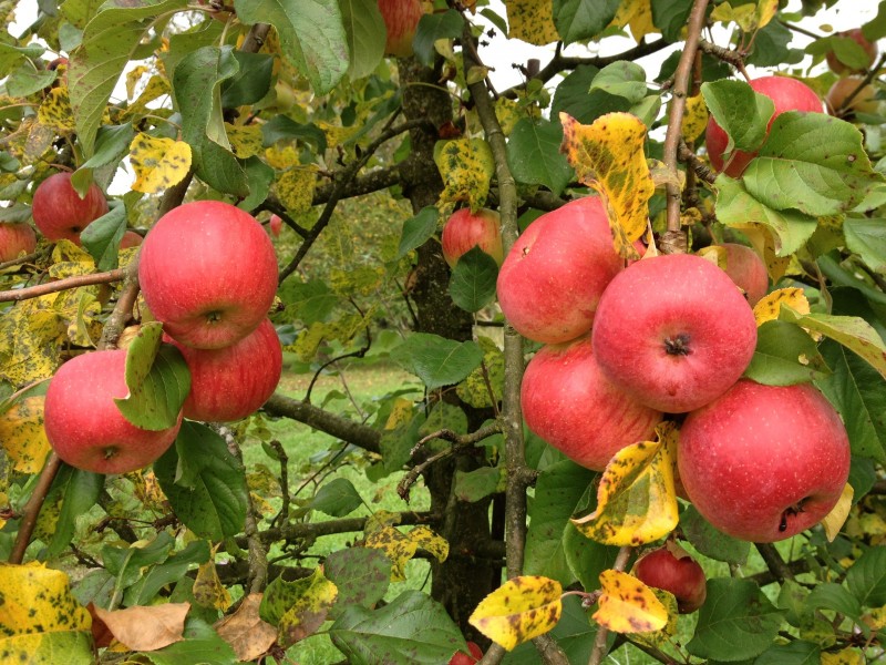 紅彤彤營(yíng)養(yǎng)豐富的蘋果圖片