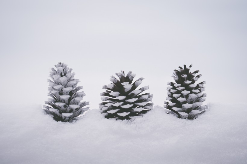 雪地上的干松果图片