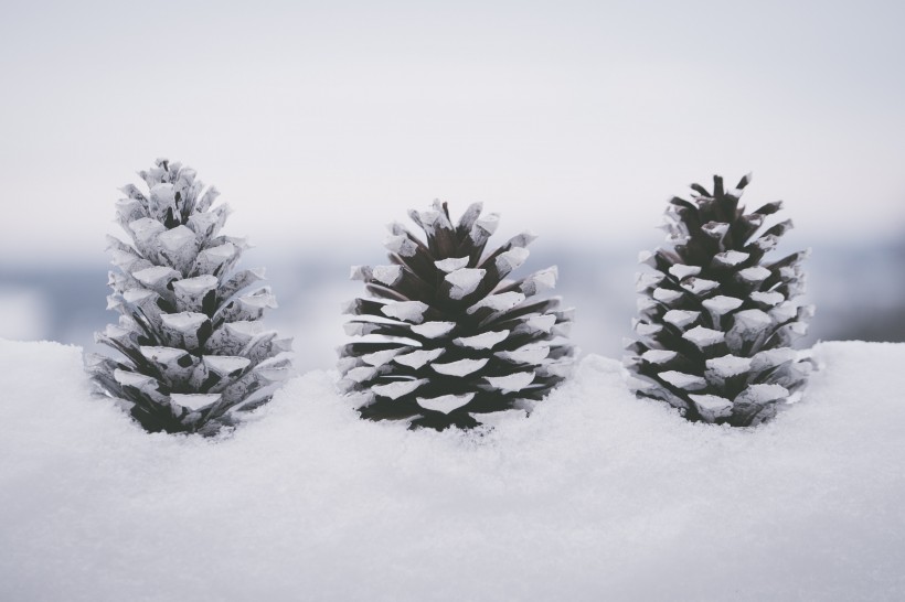 雪地上的干松果图片