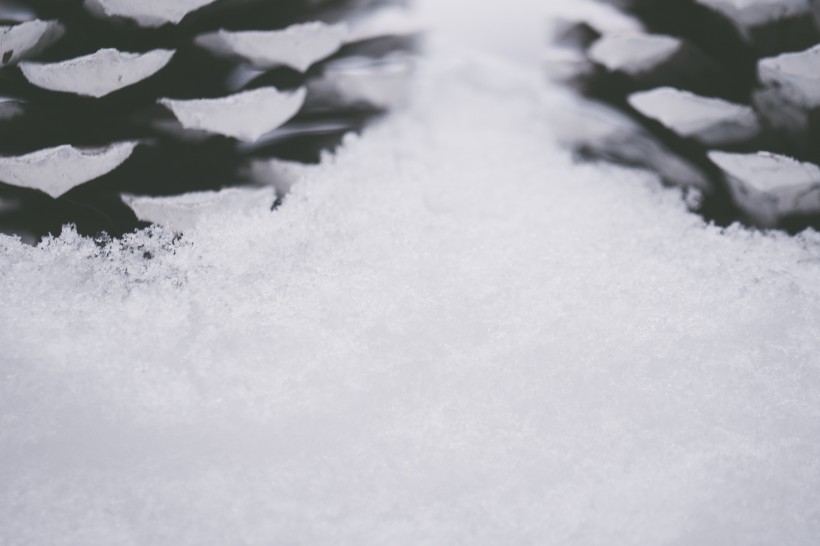 雪地上的干松果圖片