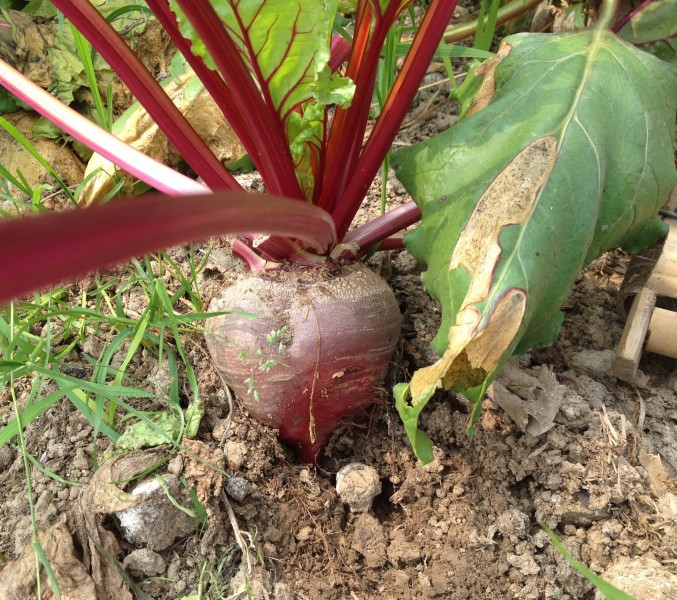 紅色甜菜圖片