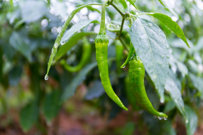 雨后辣椒图片