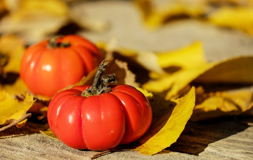 紅彤彤的西紅柿圖片