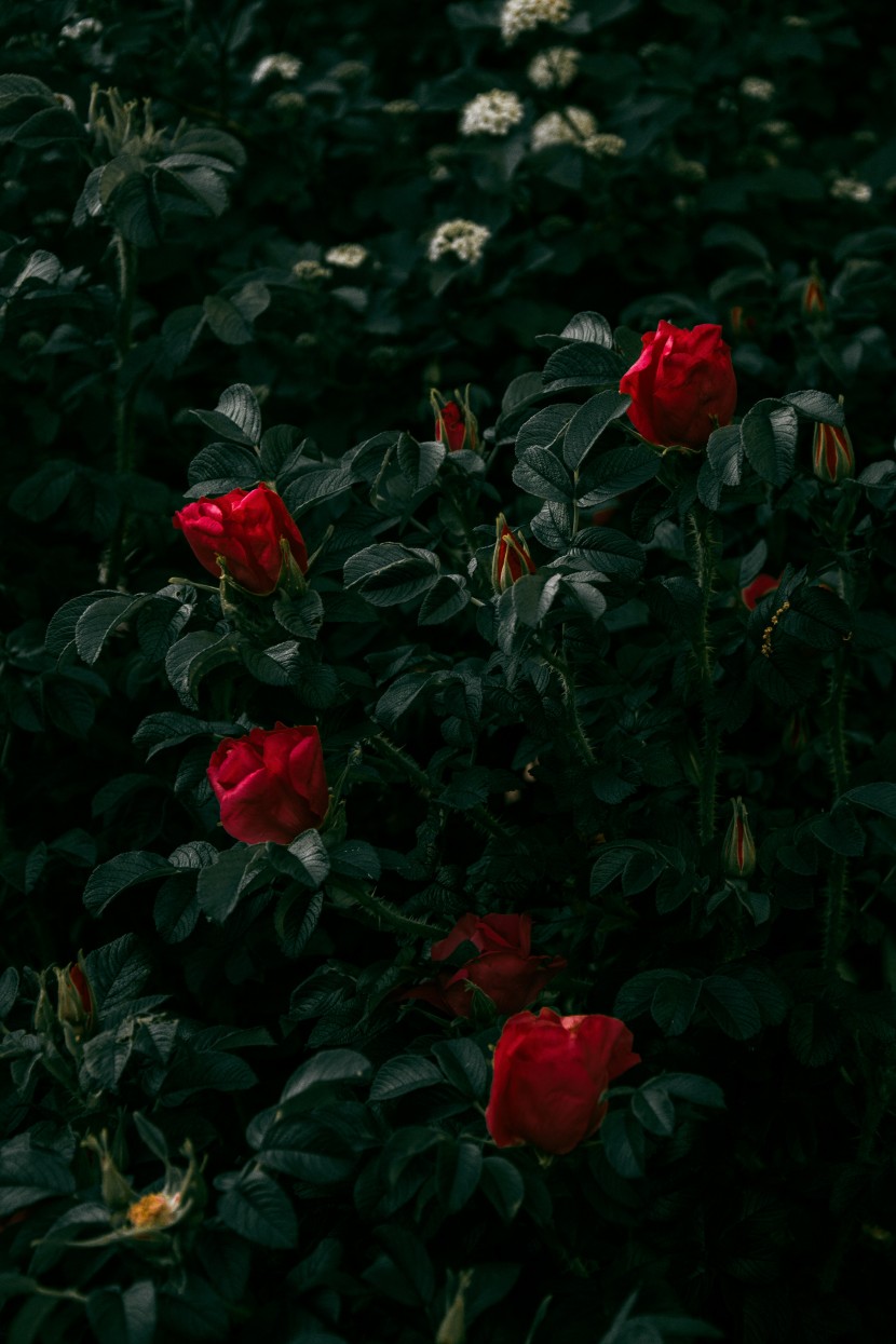 娇艳欲滴的红玫瑰花图片