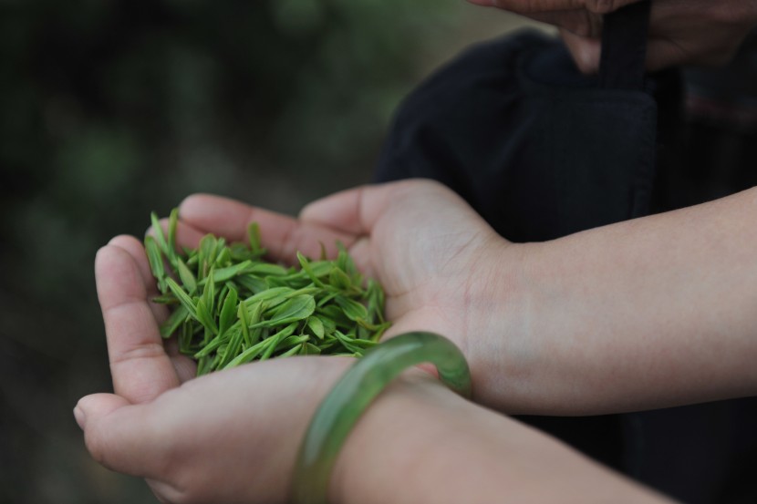 鲜嫩绿色的茶叶图片