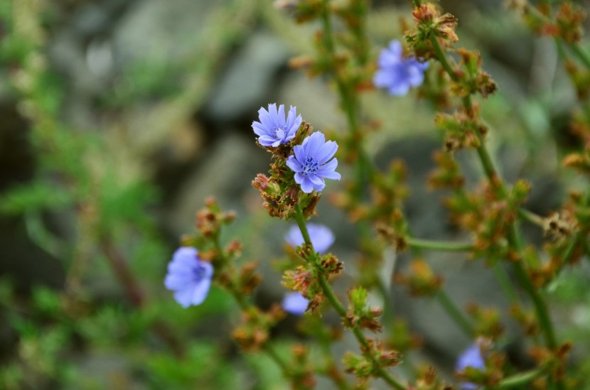 花色青藍的菊苣圖片