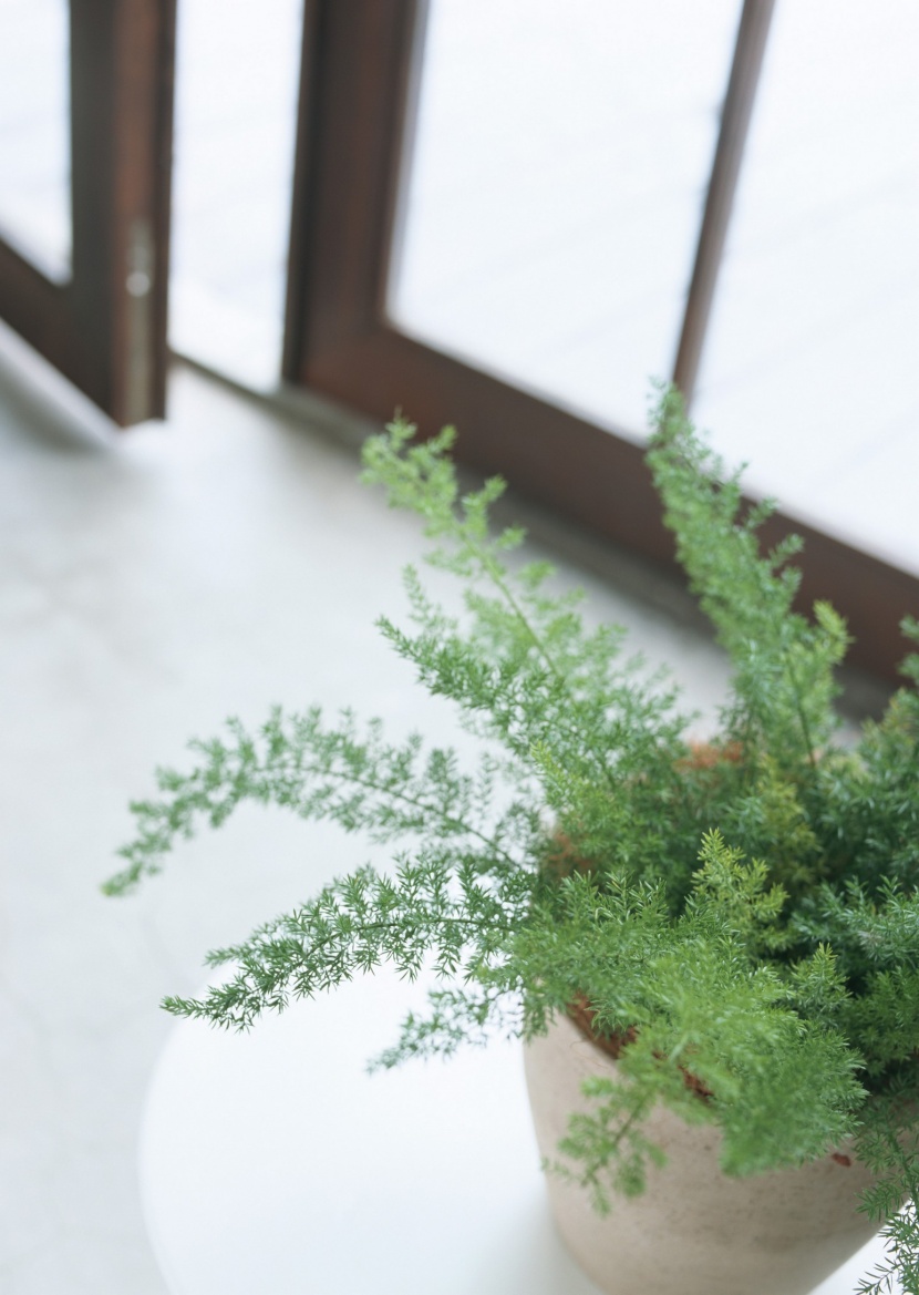 家居花草植物盆栽摆设图片