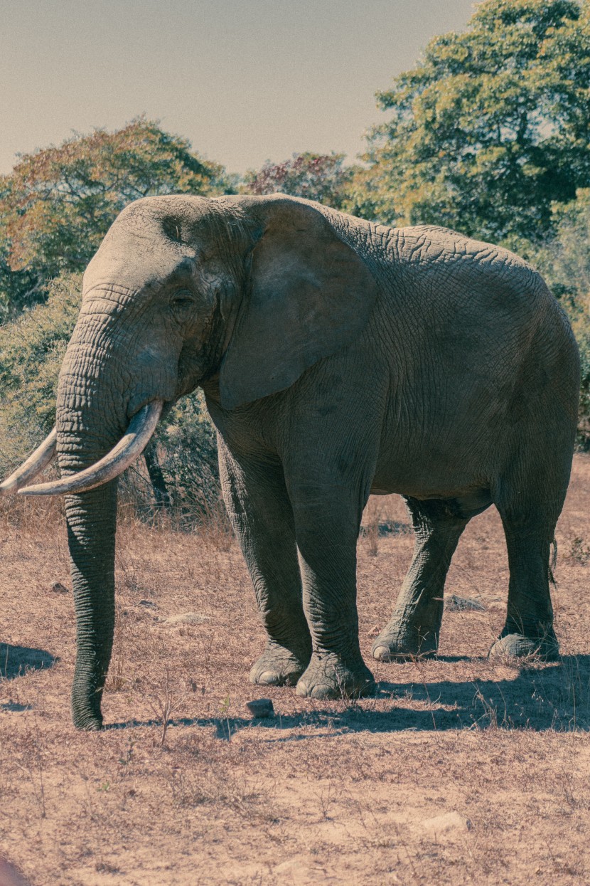 身材魁梧的大象图片