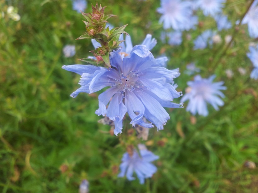 花色青藍(lán)的菊苣圖片