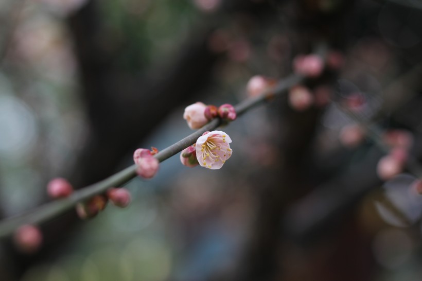 腊梅花骨朵图片