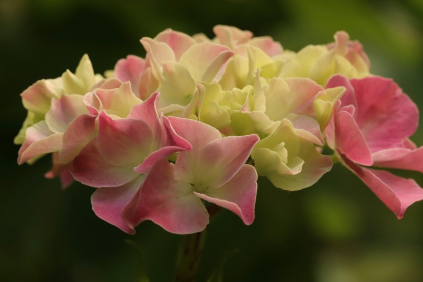 花型飽滿的八仙花圖片