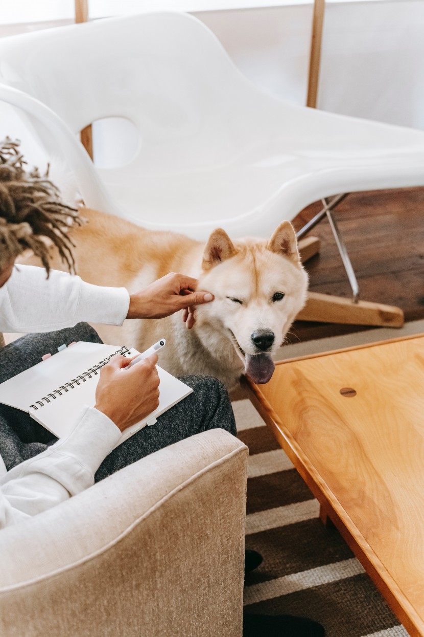 可爱的秋田犬图片